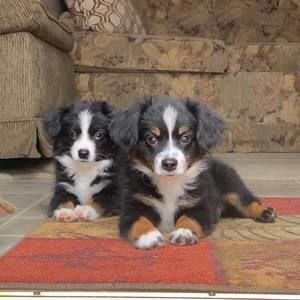 Meet your Posher, Shaunda